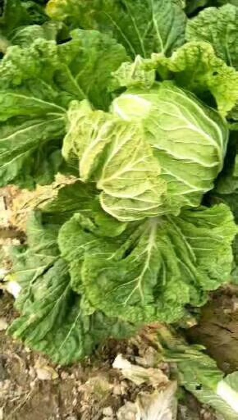 青杂三号白菜4~6斤净菜