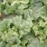 青杂三号白菜4~6斤净菜