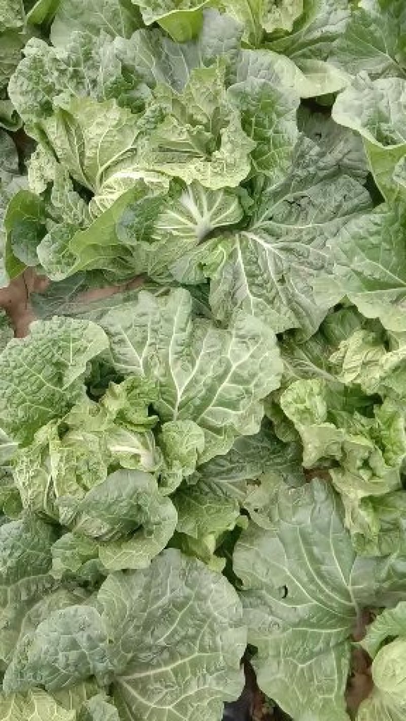 青杂三号白菜4~6斤净菜