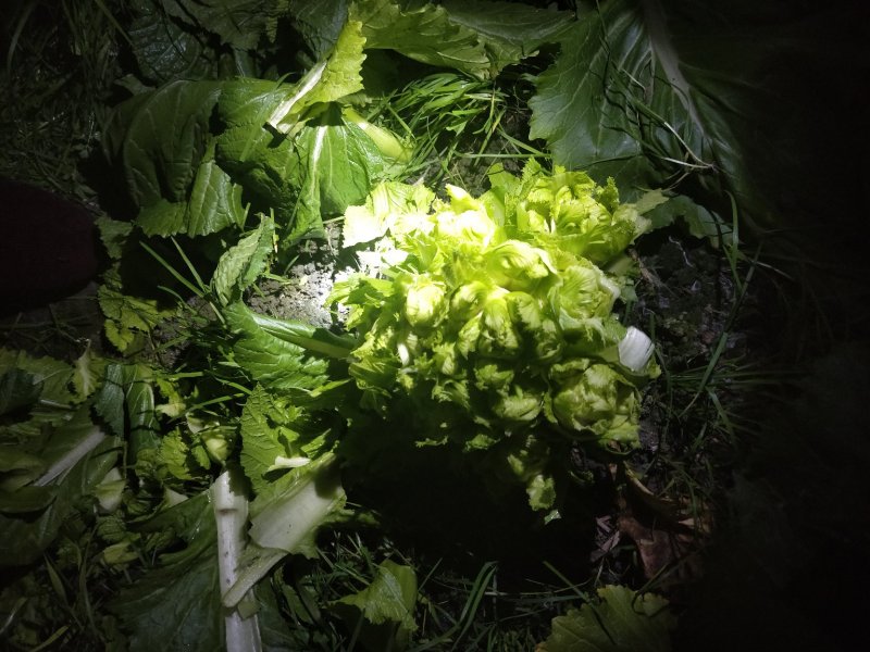 儿菜