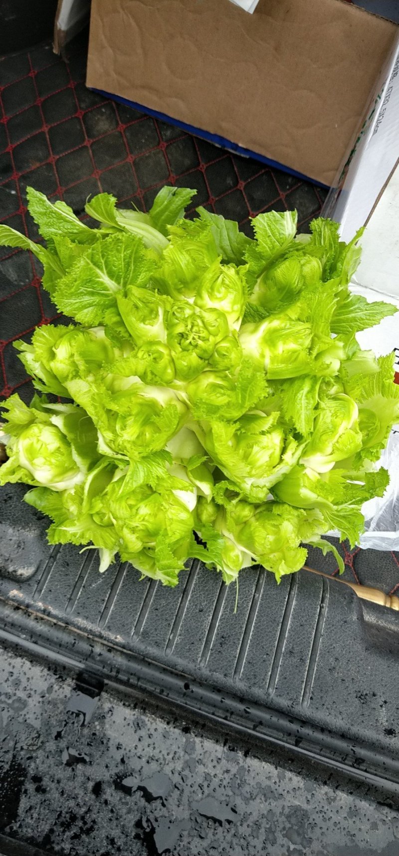 儿菜
