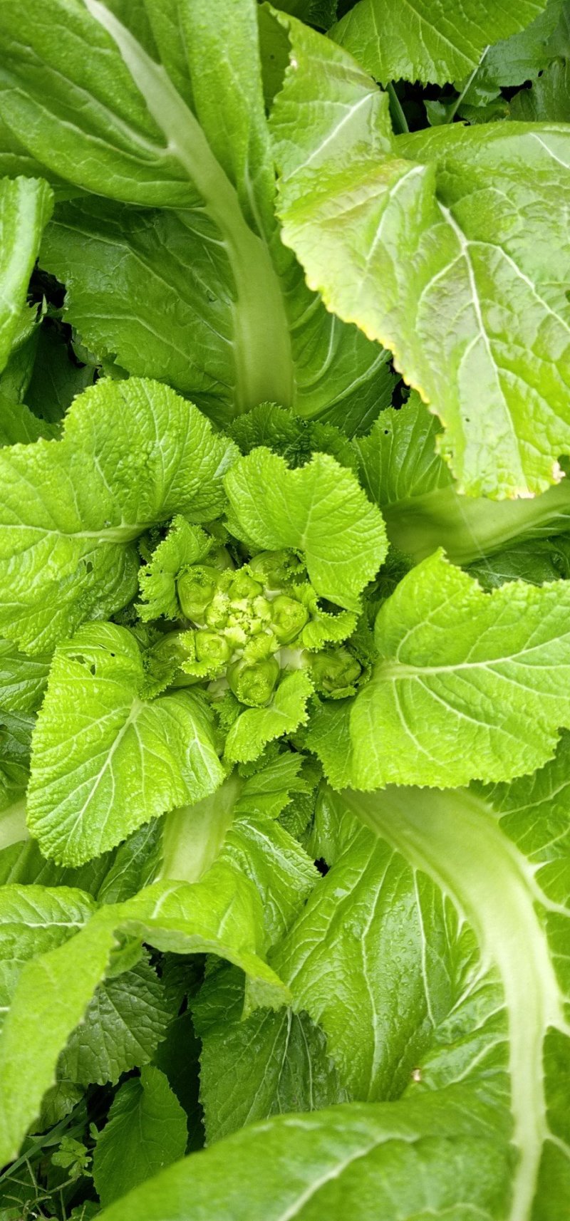 儿菜
