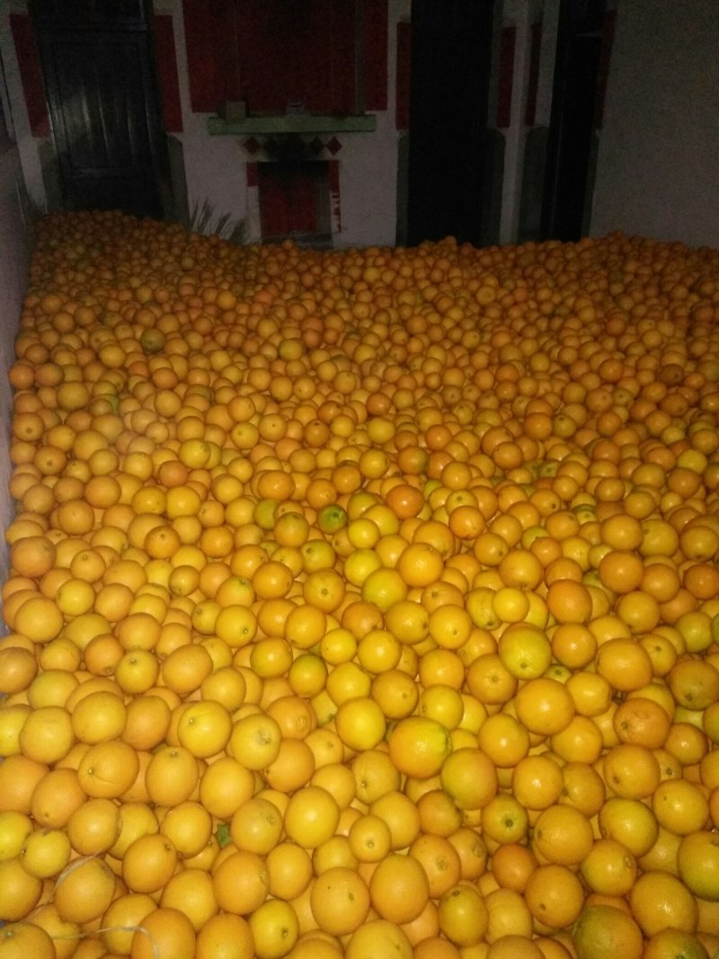 精品崀山脐橙7904湖南基地直供一手货源对接商超市场
