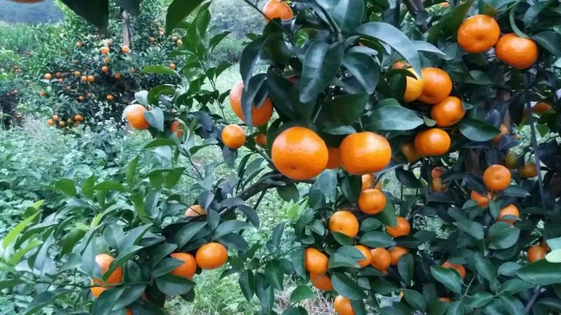 龙腾沙糖橘产地，4-6公分规格。