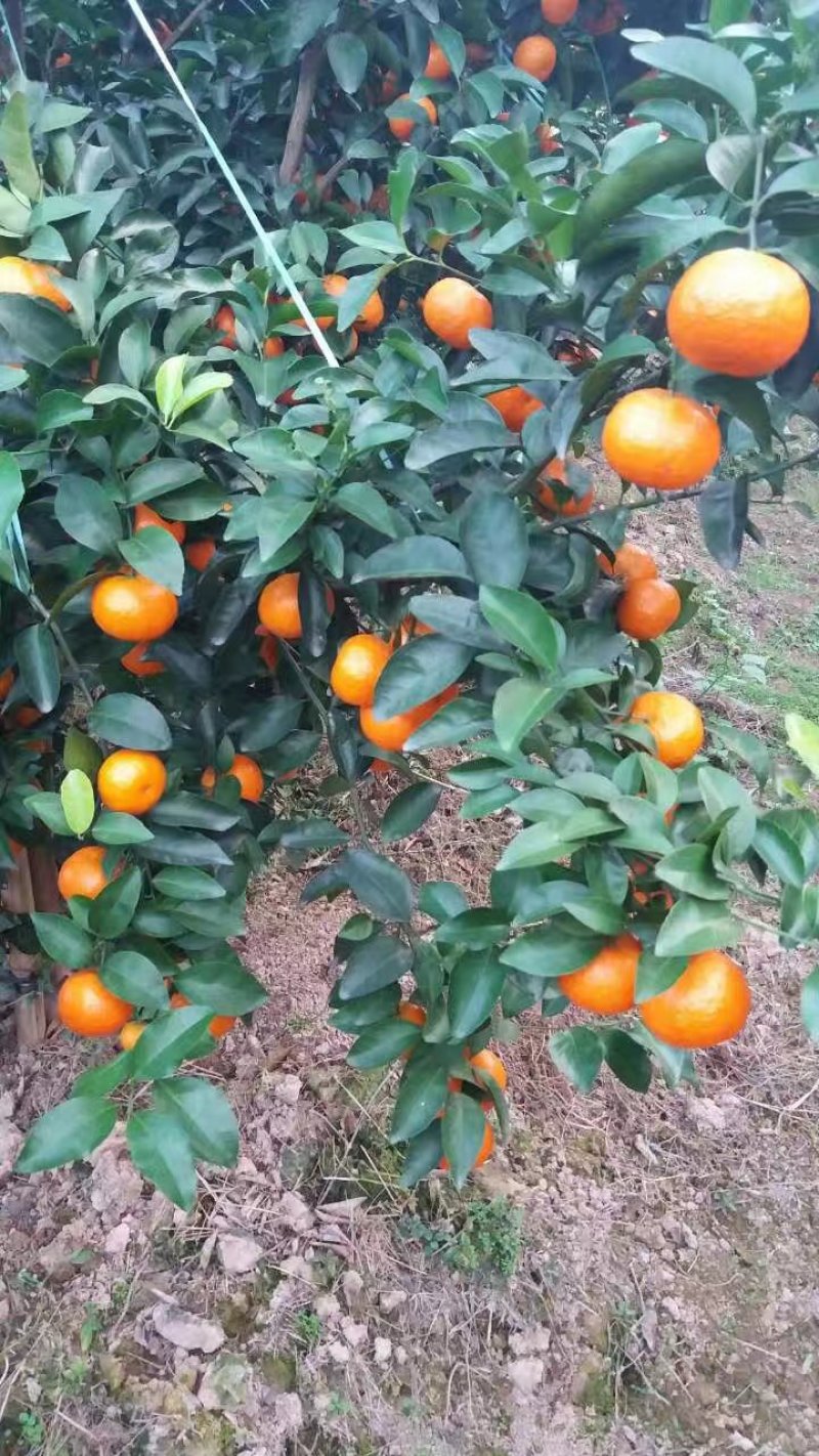 龙腾沙糖橘产地，4-6公分规格。