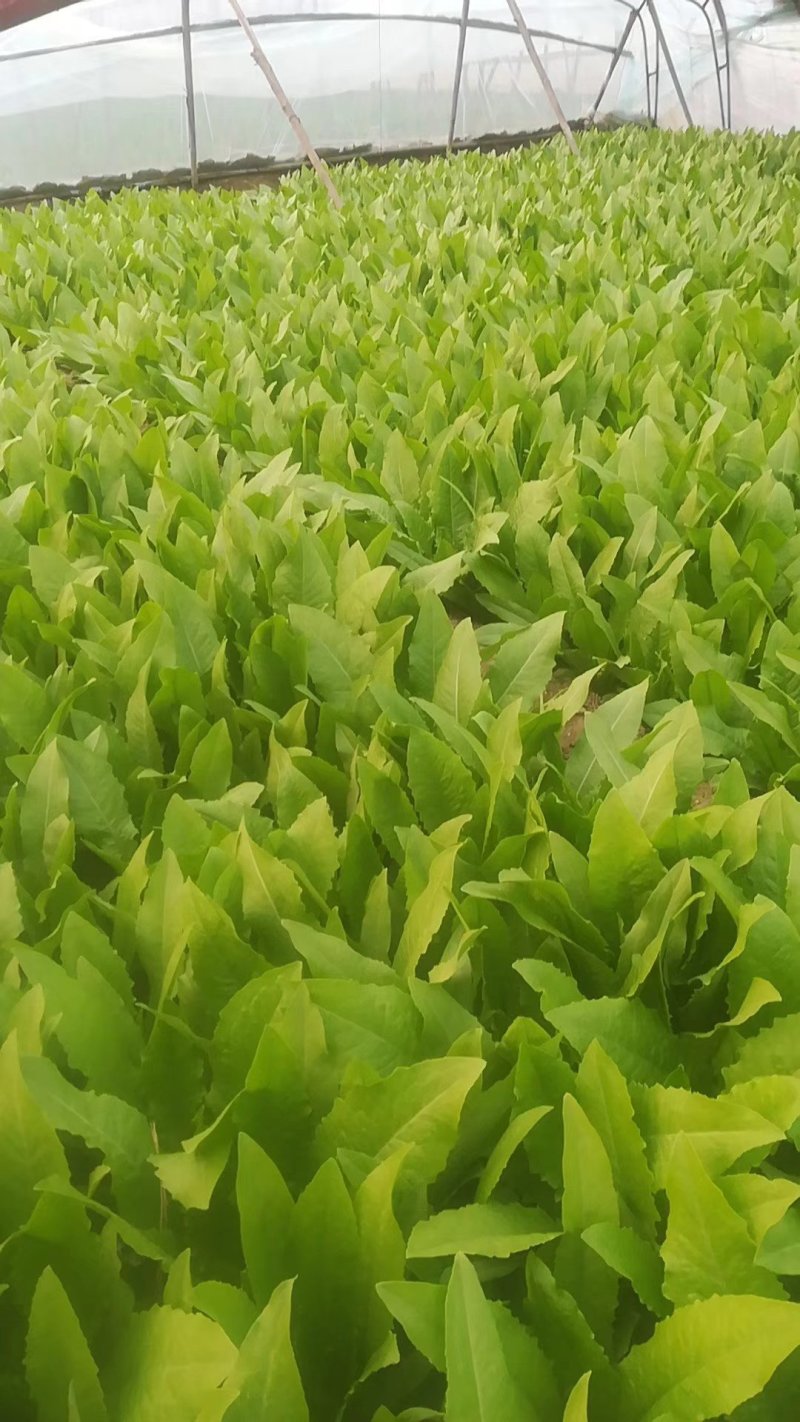 一级质量可以清地
