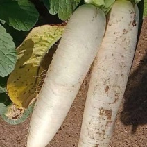 白萝卜