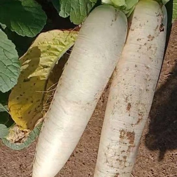 白萝卜