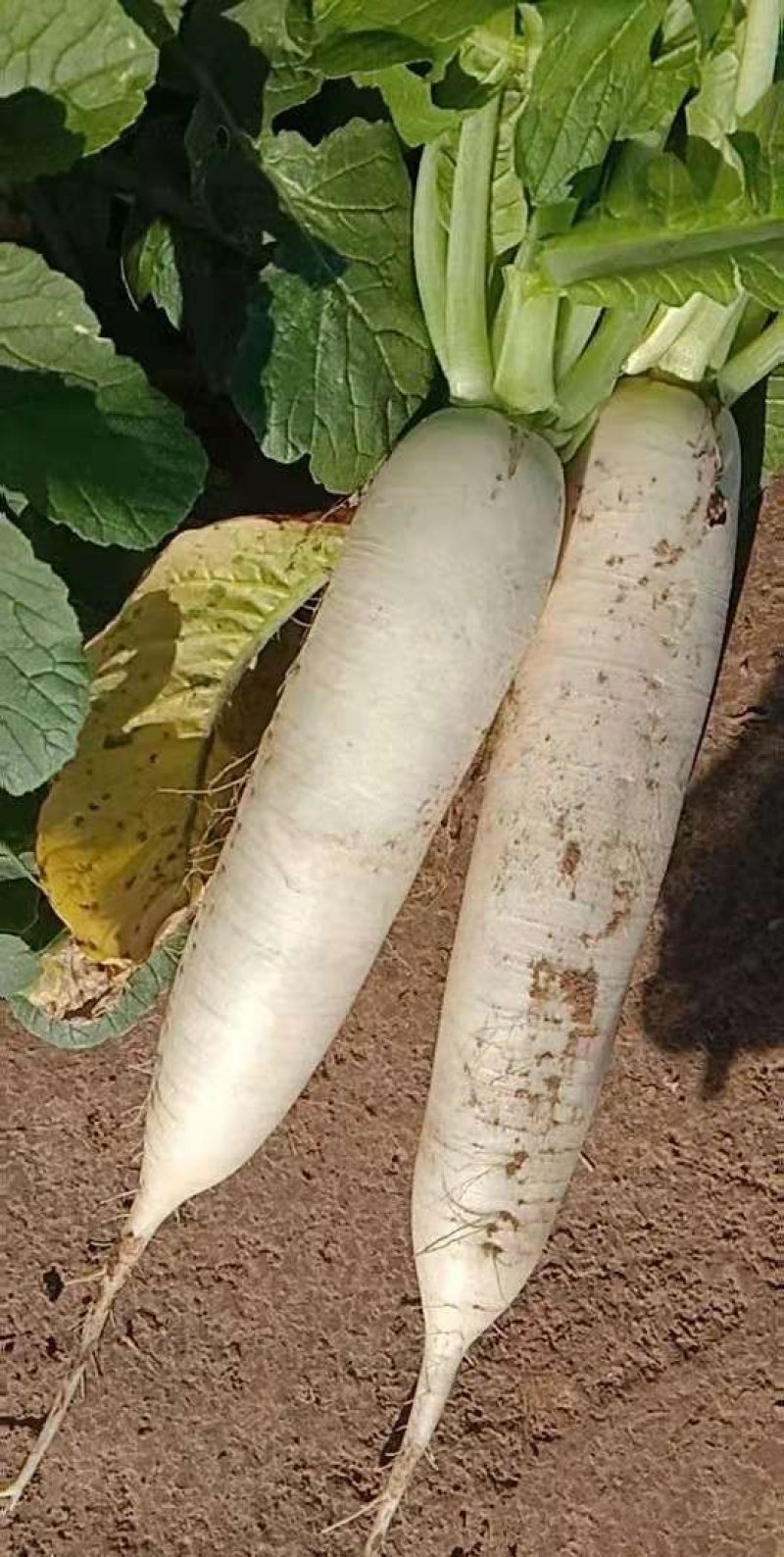 白萝卜