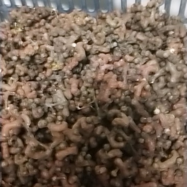 拐枣