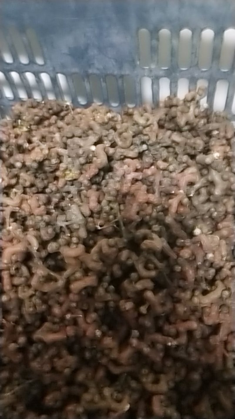 拐枣