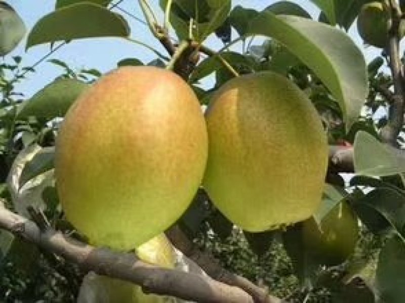 玉露香梨树