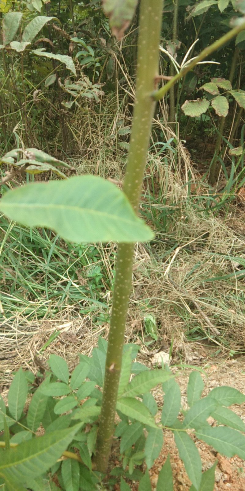 青钱柳