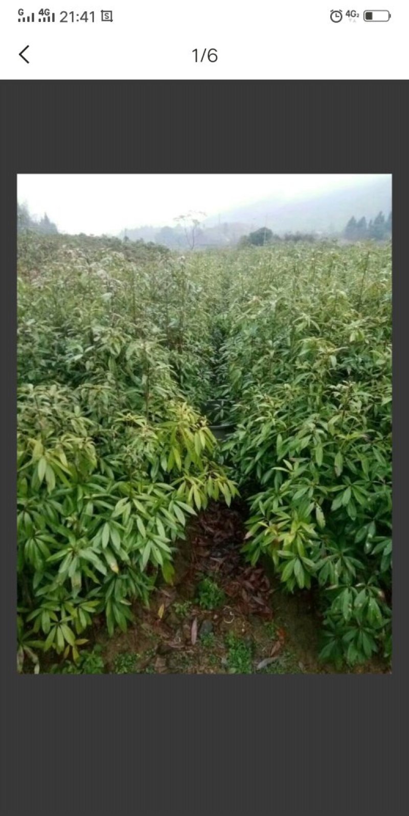 青钱柳