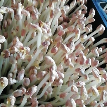 花生芽