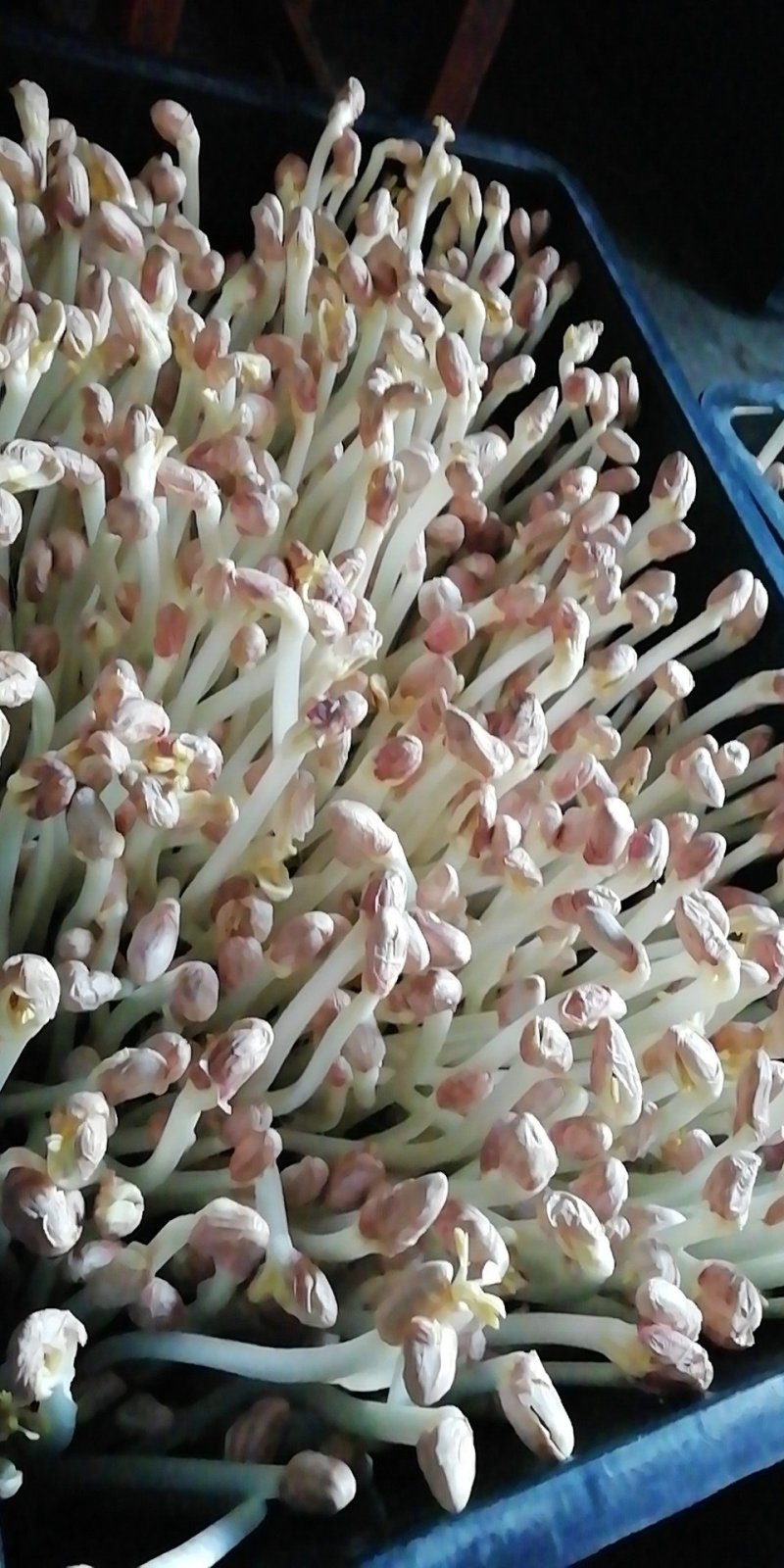 花生芽