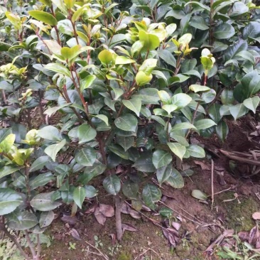 茶花树