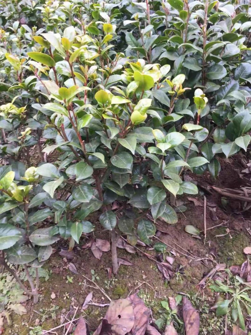 茶花树