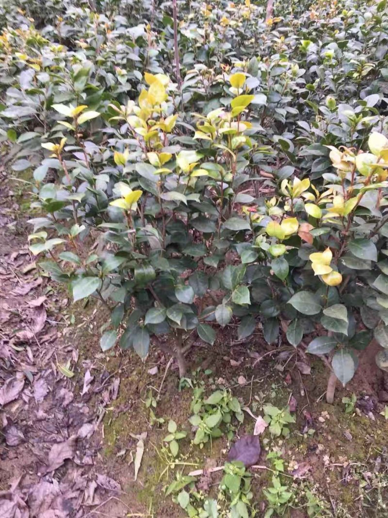 茶花树