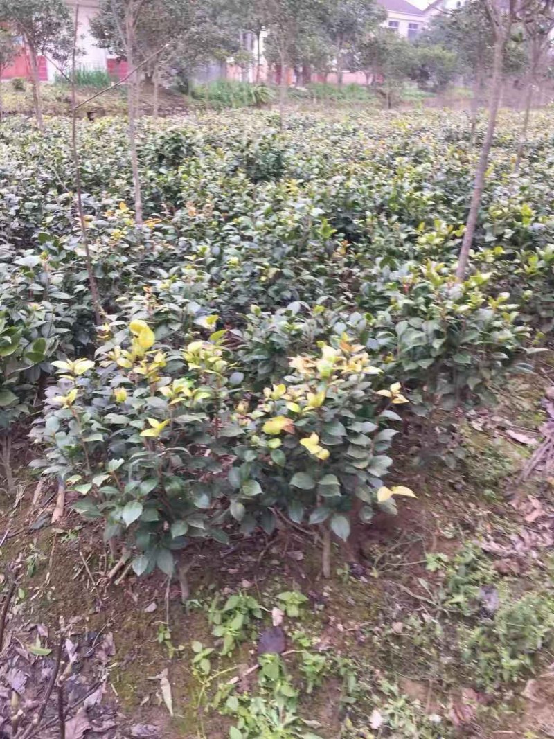 茶花树