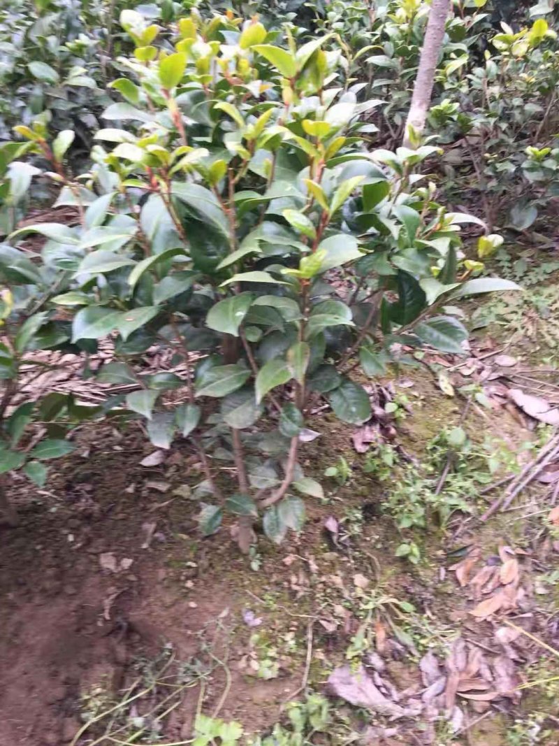 茶花树