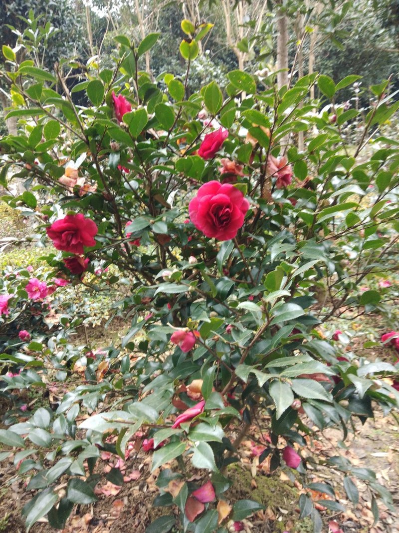 茶花树