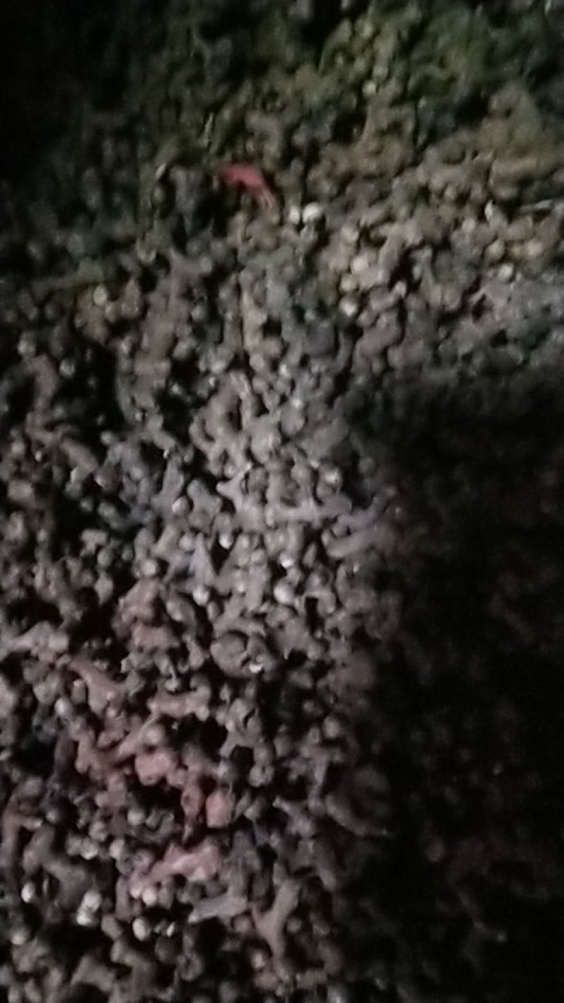 拐枣