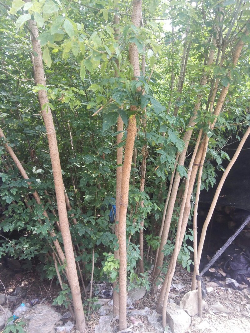 槭树