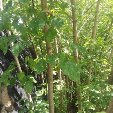 槭树