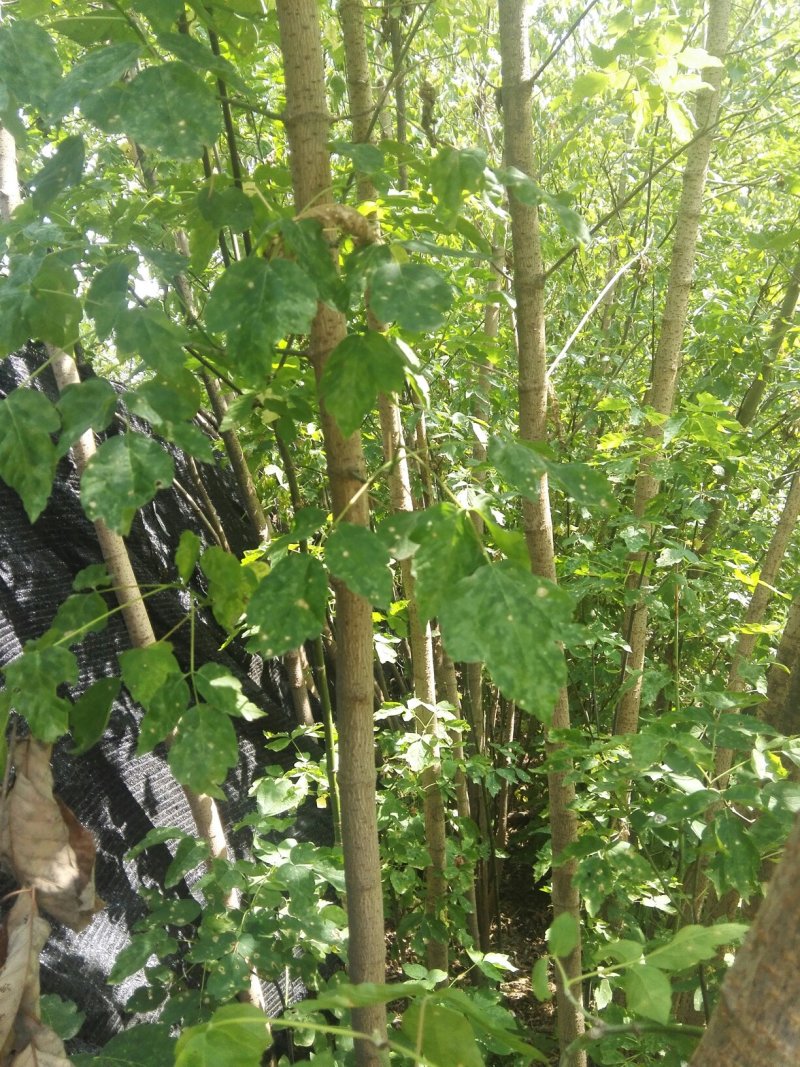 槭树
