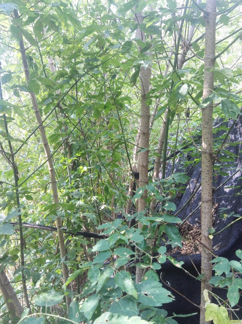 槭树