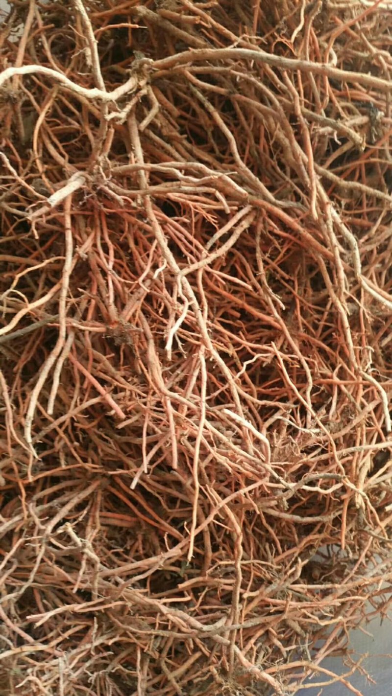 野蚕豆野蚕豆根
