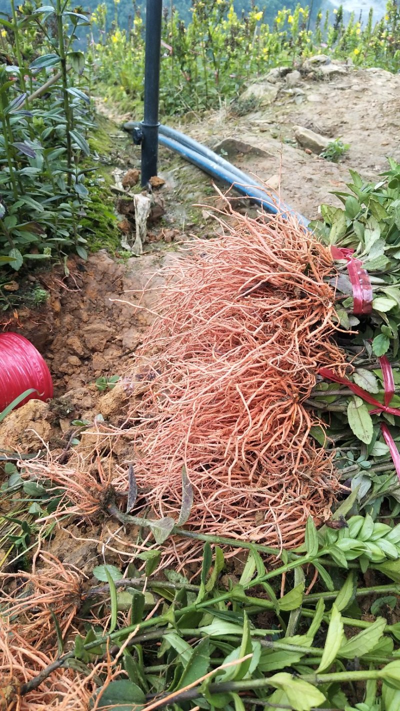 野蚕豆野蚕豆根