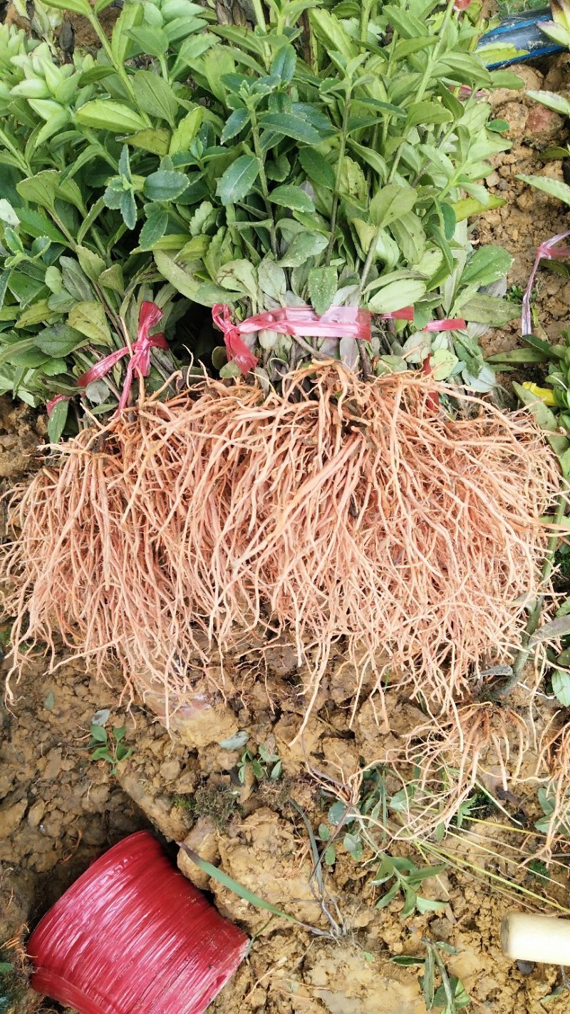 野蚕豆野蚕豆根