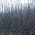 梨树品种梨树占地梨树现货3-5公分，5-8公分