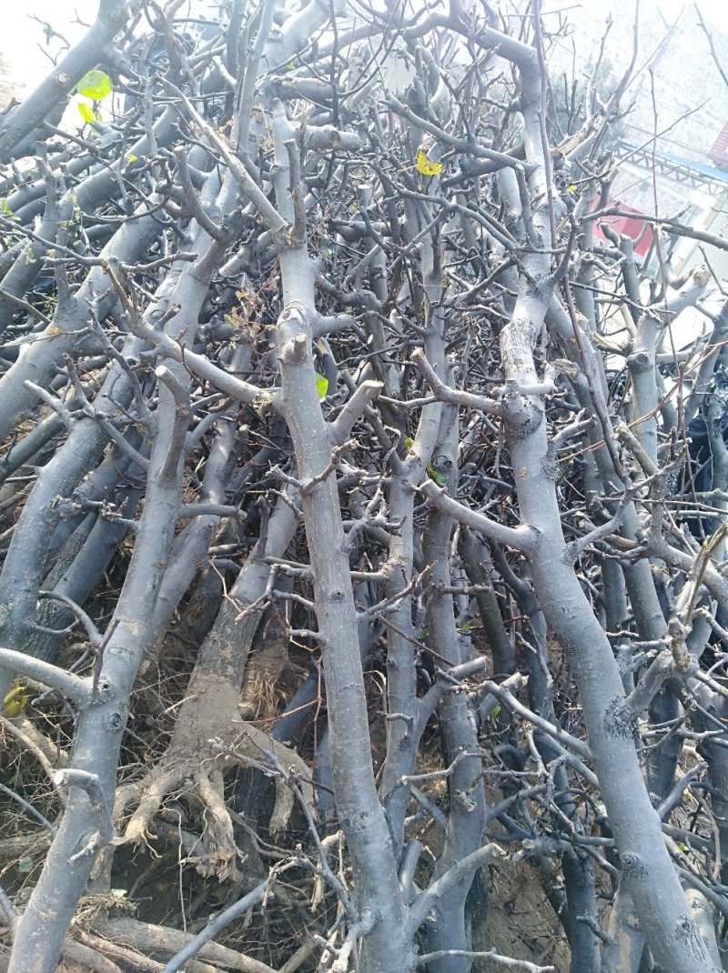 梨树品种梨树占地梨树现货3-5公分，5-8公分