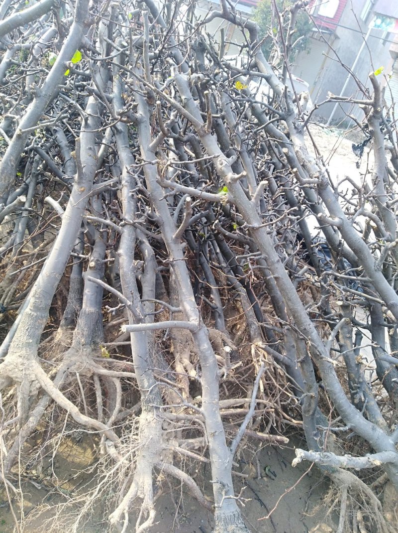 梨树品种梨树占地梨树现货3-5公分，5-8公分