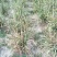 黄花菜种苗
