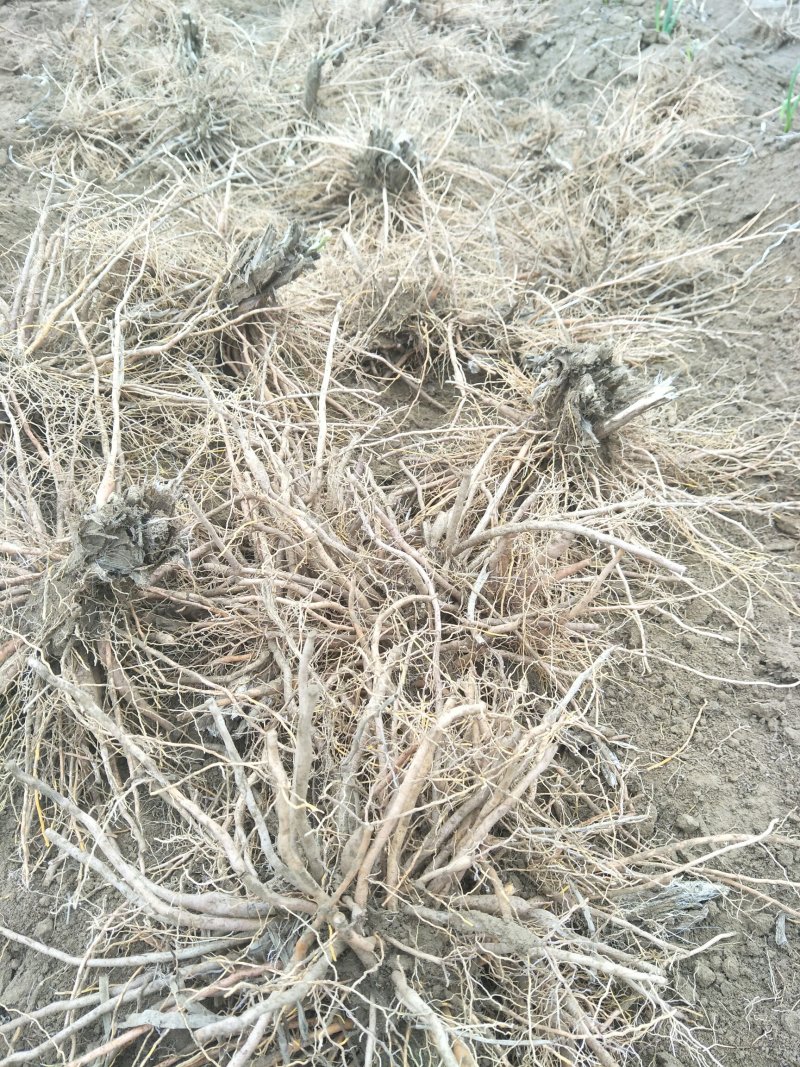 黄花菜种苗