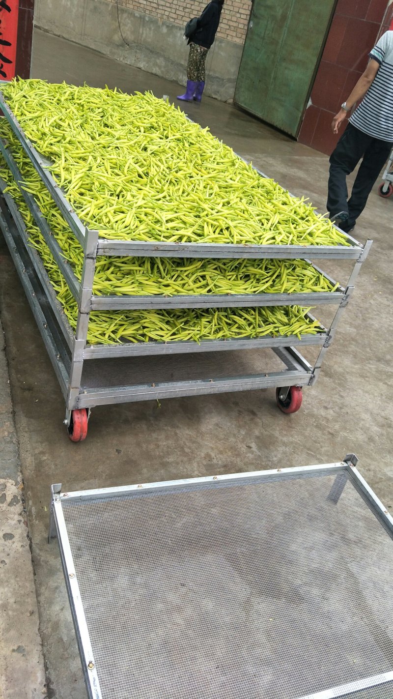黄花菜种苗