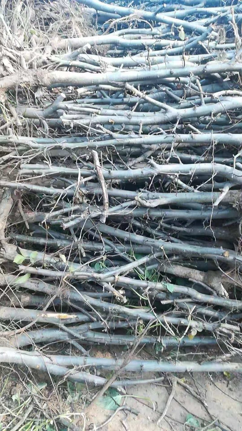 梨树品种梨树占地梨树现货3-5公分，5-8公分