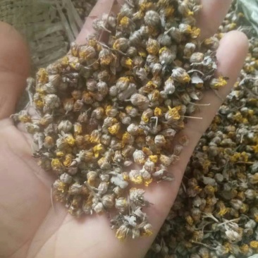 出售野菊花5吨，过风机，过筛，都是前期货！！价格可小议