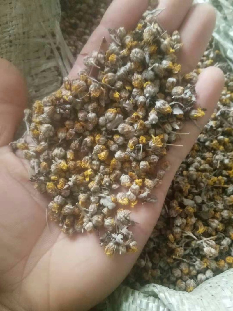 出售野菊花5吨，过风机，过筛，都是前期货！！价格可小议