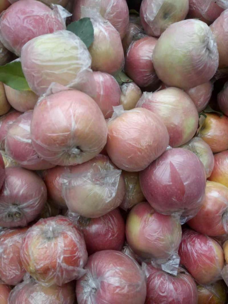 砀山苹果红富士苹果大量上市产地直供全国发货