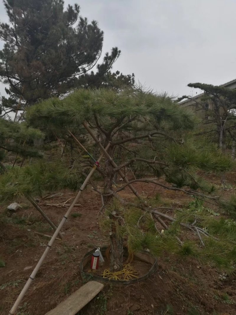 批发造型油松，黑松，盆景，大柿子树