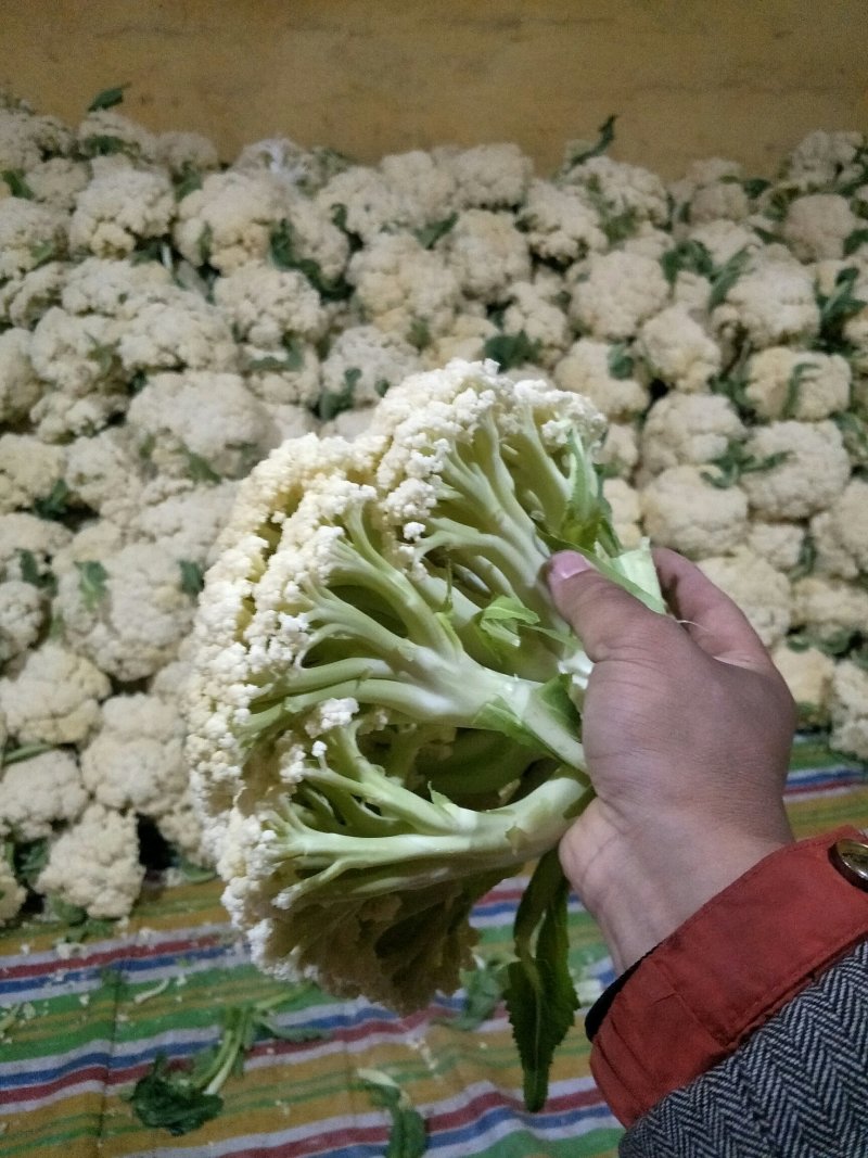 徐州有机花菜大量上市了。有需要的请联系我