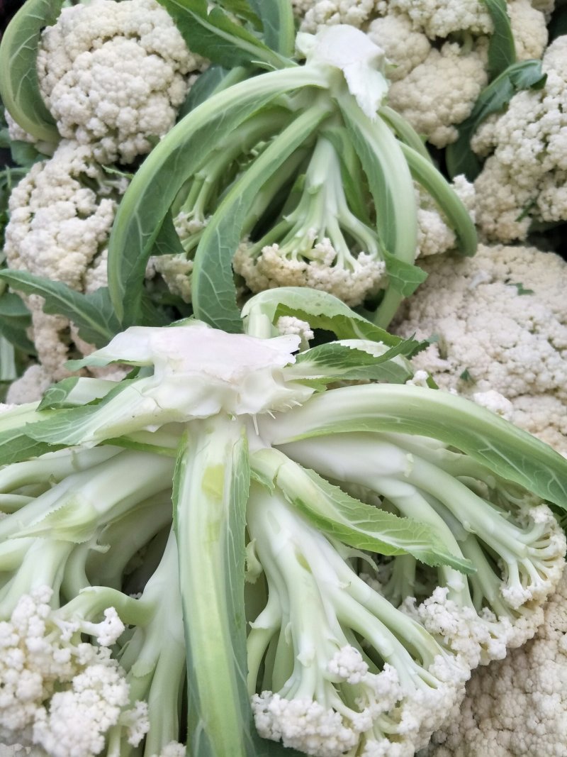 徐州有机花菜大量上市了。有需要的请联系我