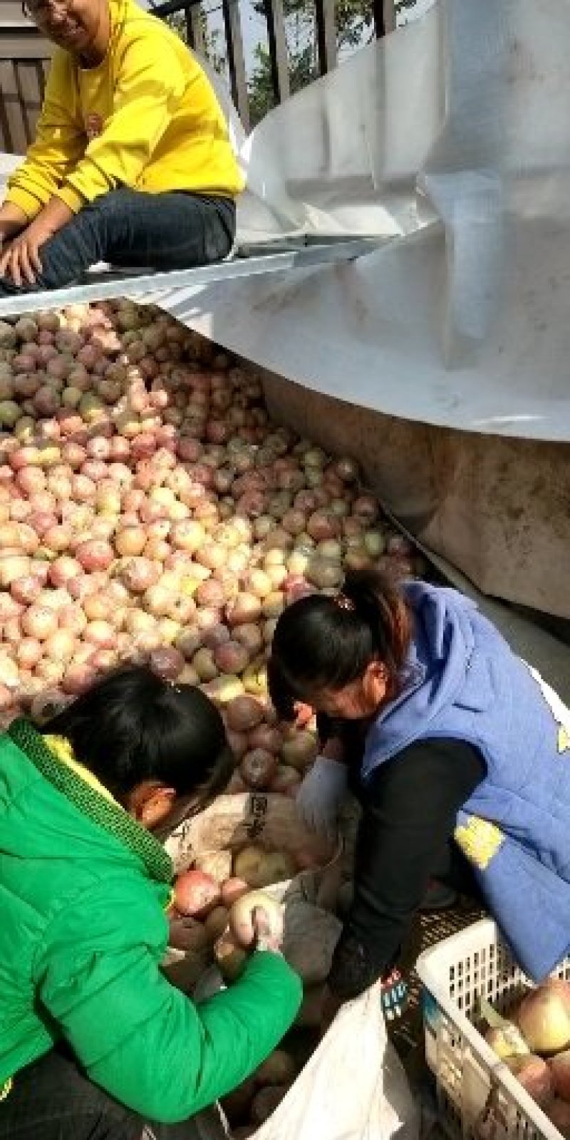 冰糖红富士苹果直供市场批发，电商货，诚信第一，糖心