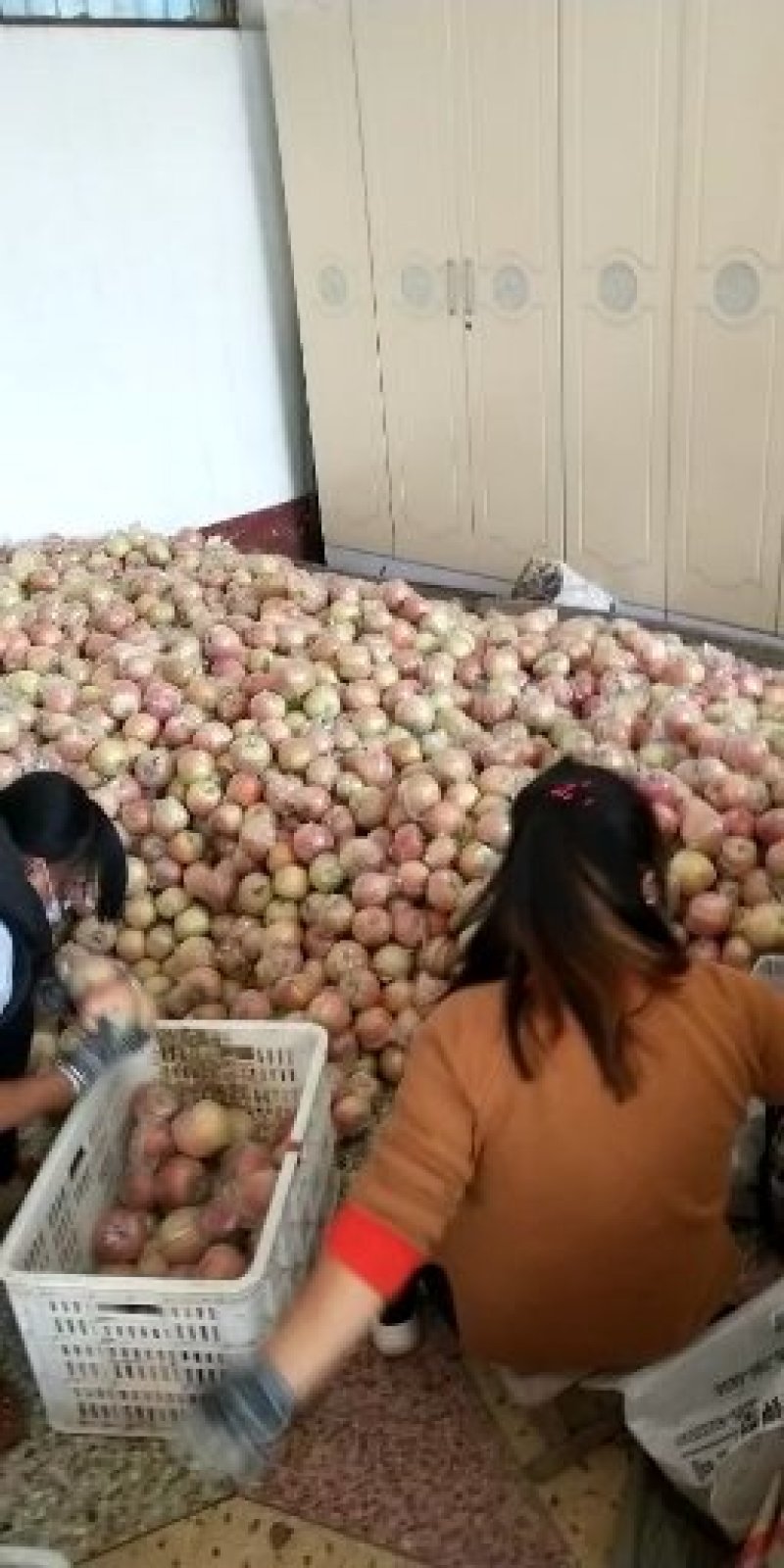 冰糖红富士苹果直供市场批发，电商货，诚信第一，糖心