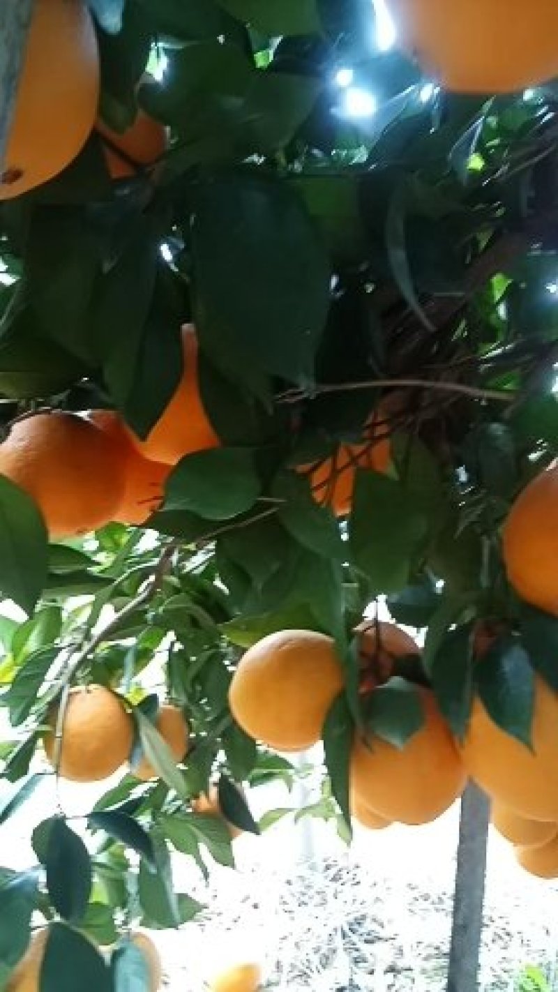 赣南脐橙寻乌脐橙(甜果)通货，包园订购。